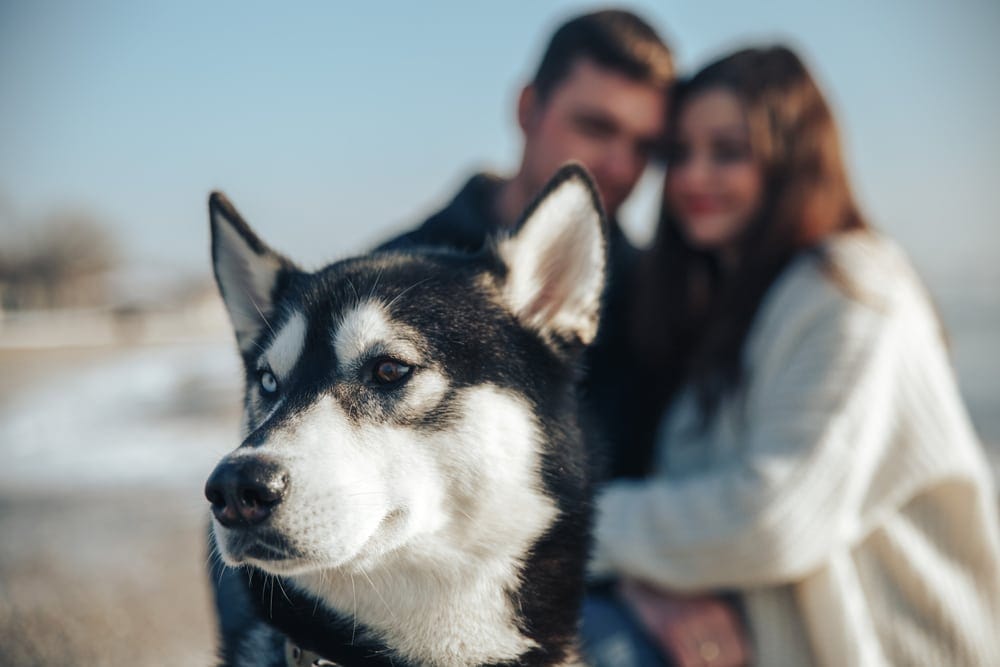 Hund ist eifersüchtig auf Partnerschaft