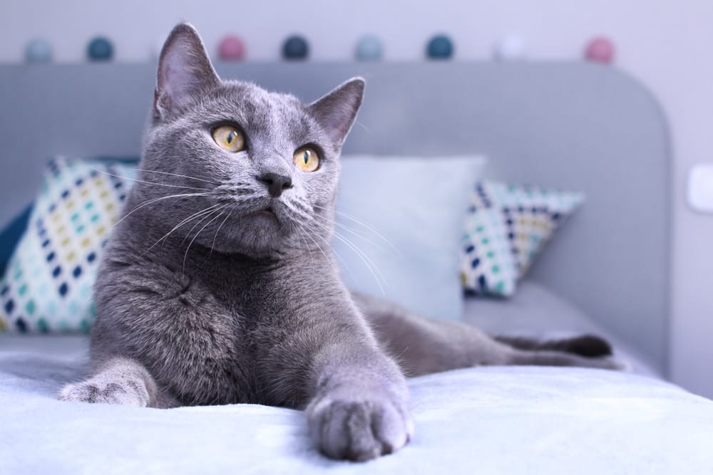 Russisch Blau Katze für Allergiker