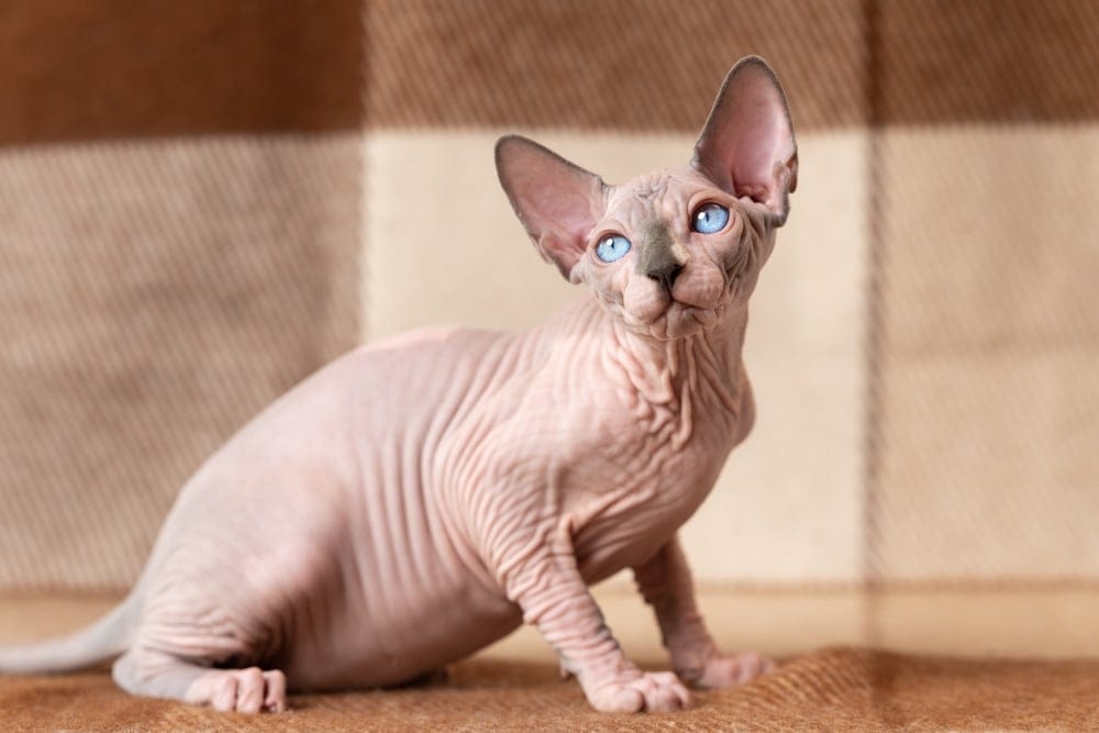 Sphynx Katze bei Allergikern beliebt